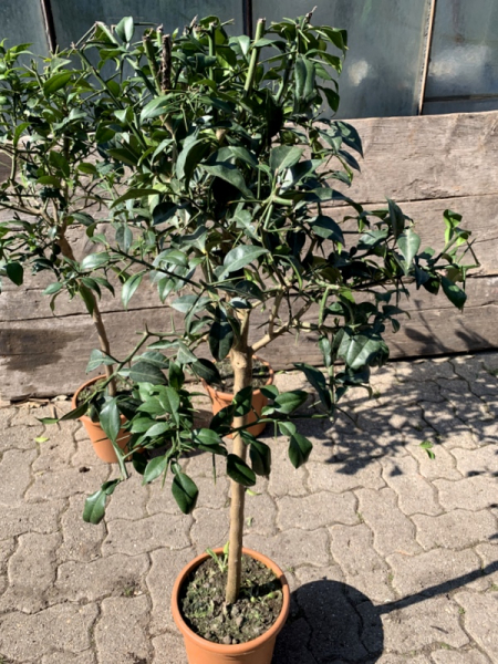 Citrus junos 'Yuzu' - 180 cm - japanische Zitrone  - veredelt - frosthart bis -12°C