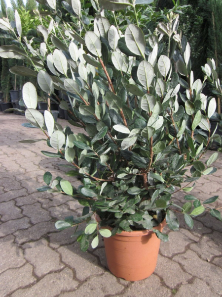Ananas-Guave - Acca sellowiana - Brasilianische Ananasguave - Busch 140cm