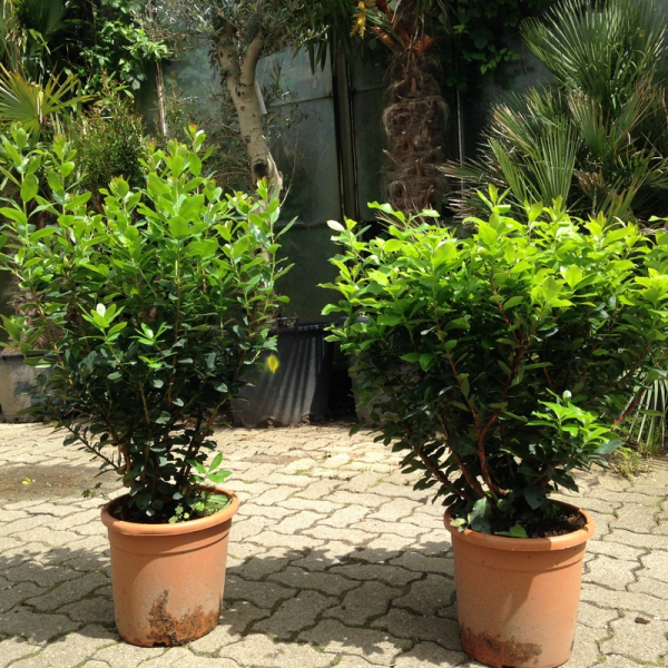 Erdbeerbaum - Arbutus unedo - Busch - 160cm