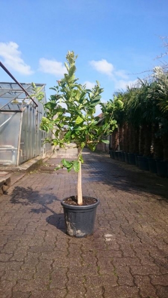 Buddha&rsquo;s Hand Zitrone 140cm veredelt Fingerzitrone Citrus medica