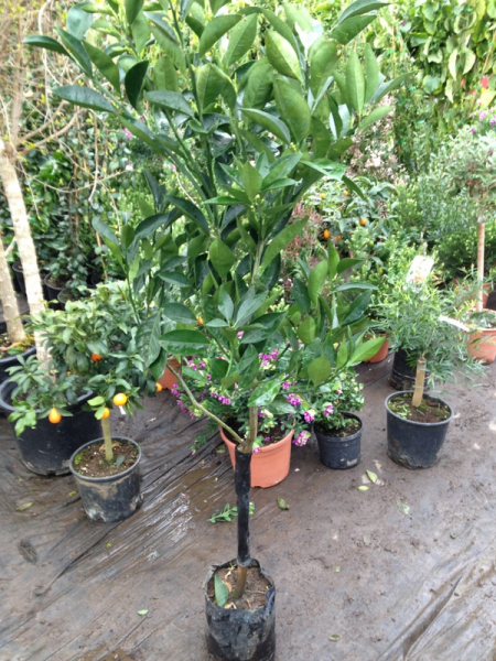 Cara-Cara Orange - Citrus sinensis 'Cara-Cara' - Orangenbaum 140cm