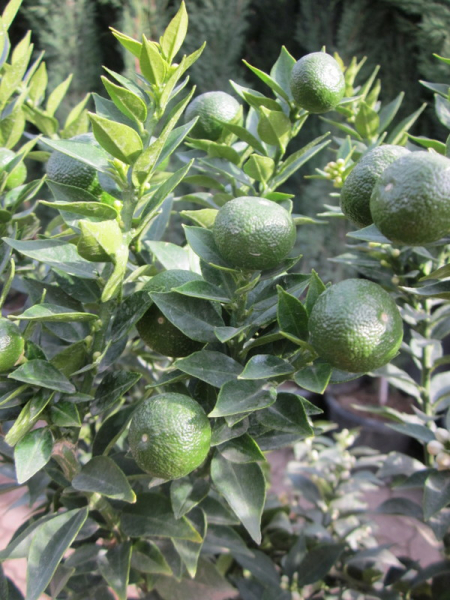 Citrus myrtifolia, Duftorange