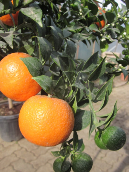 Chinotto,Duftorange,Citrus myrtifolia