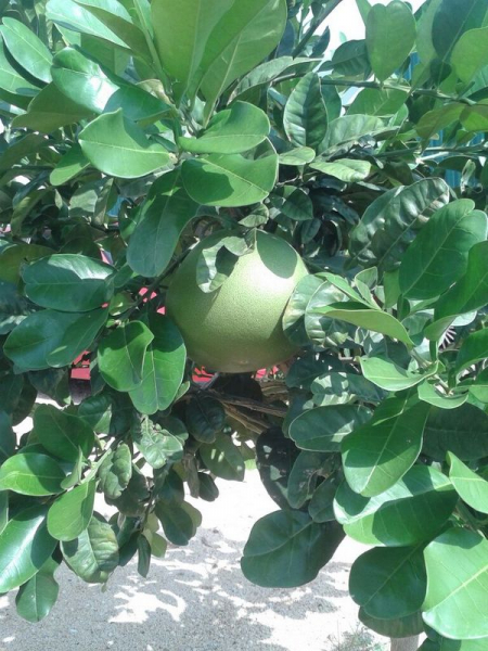 Pomelo -  Citrus maxima - 150cm