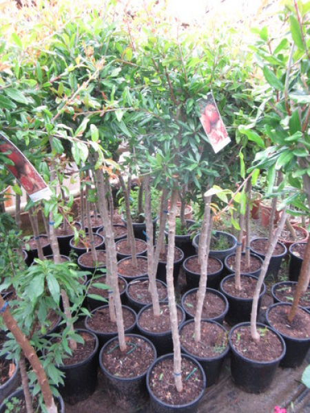 Punica granatum