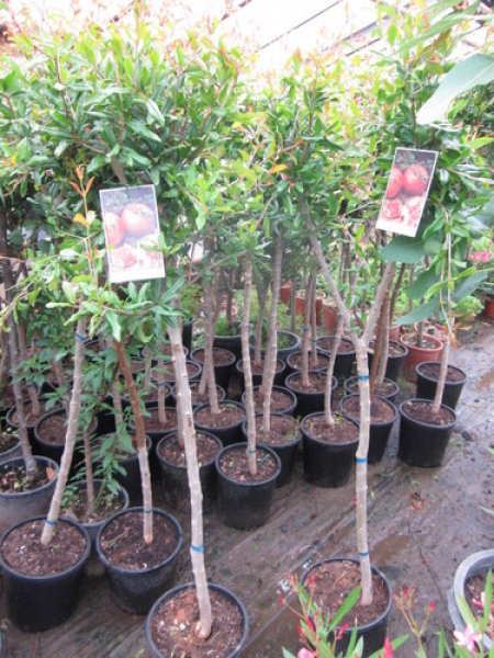 Punica granatum