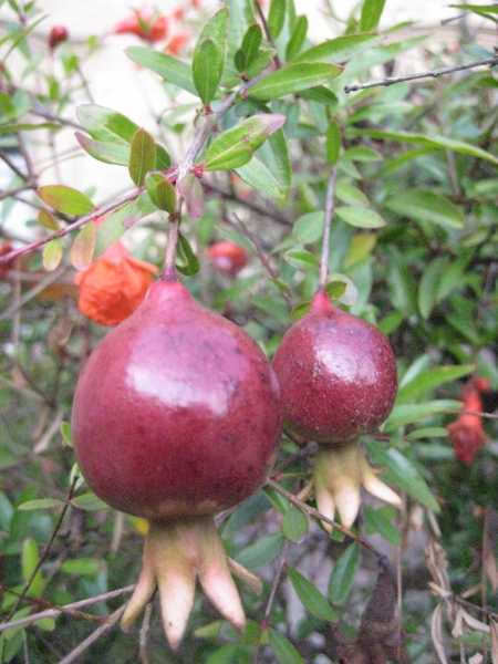 Granatapfel