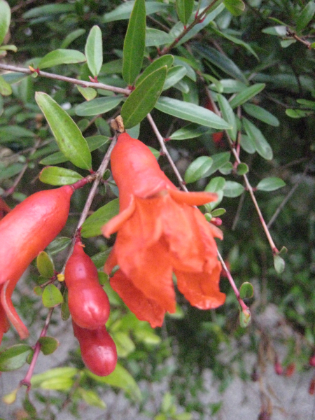 Granatapfelbaum