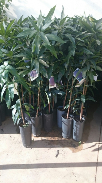 Mango - Mangifera indica - Mangobaum - veredelt - 170cm