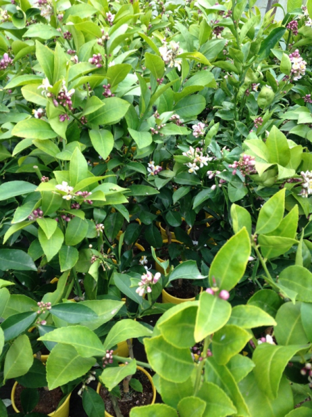 Meyer-Zitrone - Citrus limon 'meyer' - Zitronenbaum -120cm