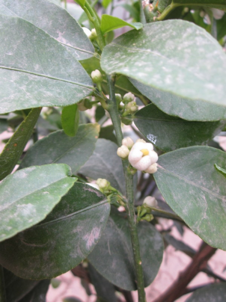Tahiti-Limette - Persische Limette - Citrus latifoliia - Cocktaillimette -160cm extra
