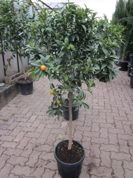 Kumquat margarita