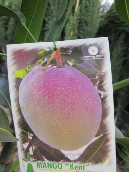 Mango - Mangifera indica - Mangobaum - veredelt - 170cm