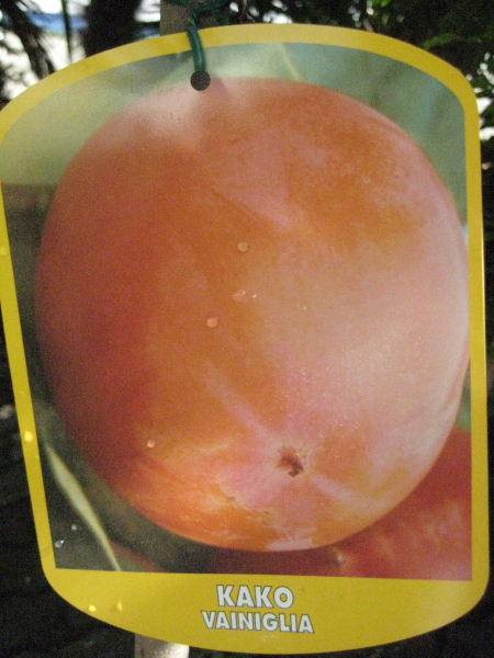 Kaki vaniglia,Diospyros kaki