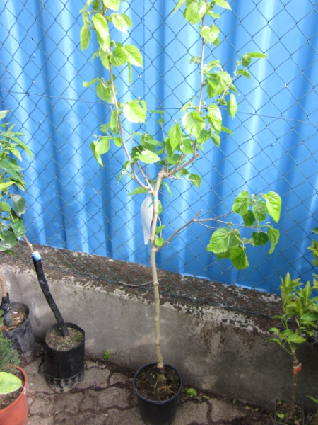 Maulbeerbaum rot - Morus rubra - Maulbeerbaum  -   160cm
