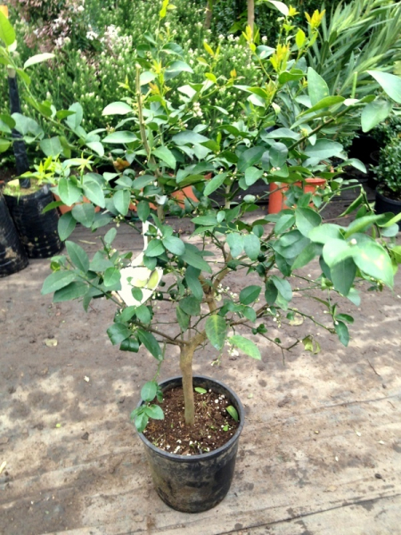 Saure mexikanische Limette - Citrus aurantifolia -- Cocktail-Limette -140cm