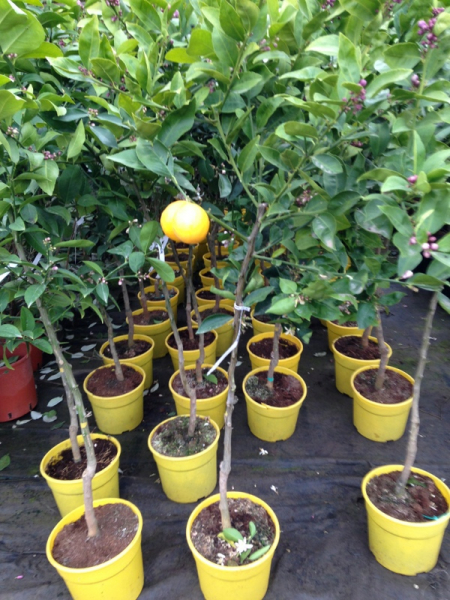 Meyer-Zitrone - Citrus limon 'meyer' - Zitronenbaum -120cm