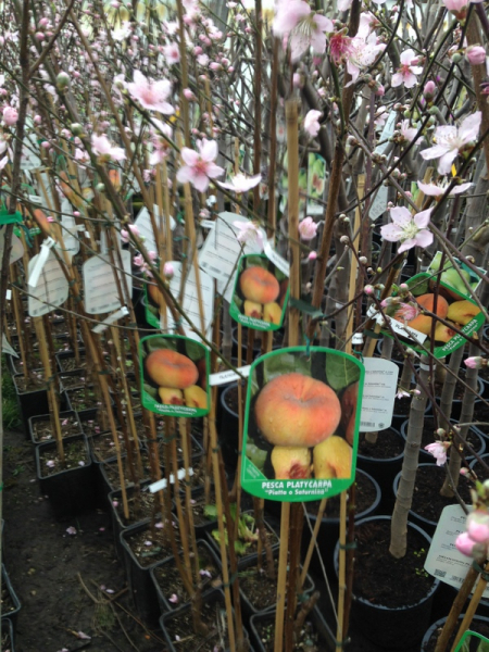 Apfelbaum 'Annurca' - veredelt - Malus domestica 'Annurca'  - 160cm