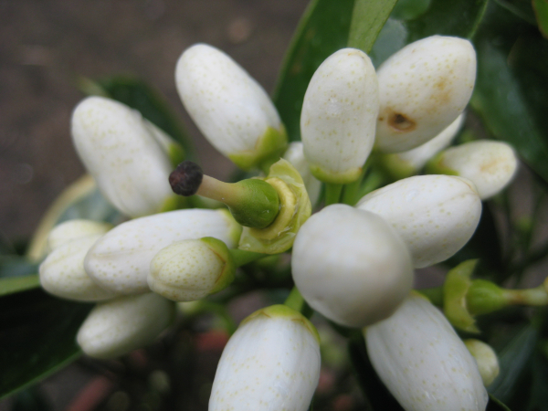 Vanille-Blutorange - Citrus sinensis 'dolce moscato ' - süsse Blutorange