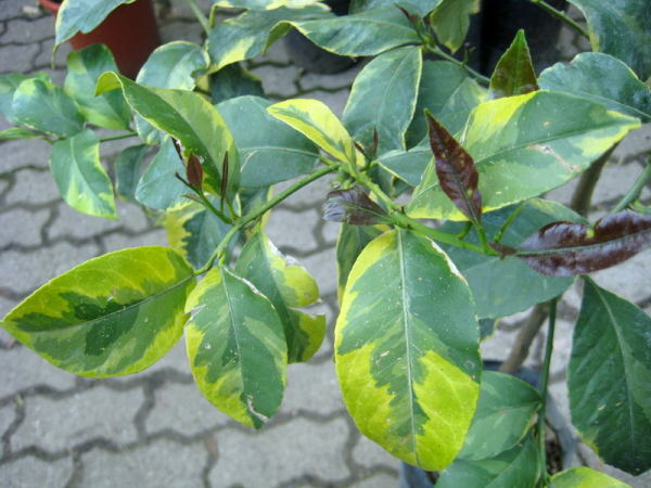 Panaschierte Zitrone - Buntlaubige Zitrone - Citrus limon 'variegatis'- 130cm