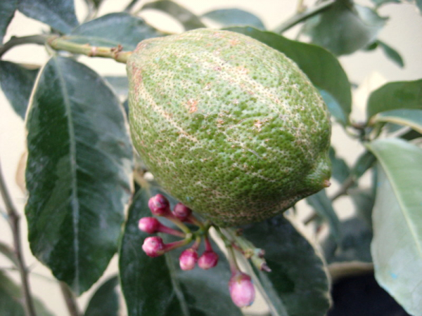 Panaschierte Zitrone - Buntlaubige Zitrone - Citrus limon 'variegatis'- 130cm