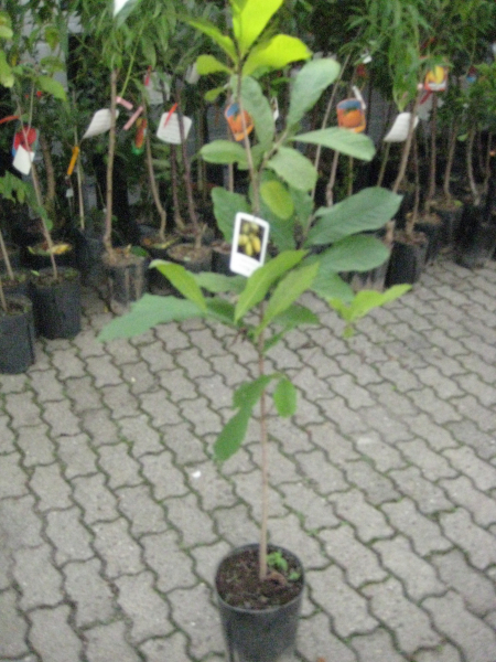 Indianerbanane Sunflower - Paw Paw - Asimina Triloba - 140cm - selbstfruchtend