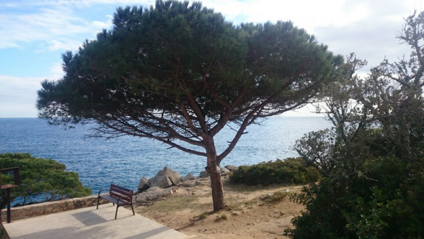 Mittelmeer-Pinie  - Pinus Pinea 120 cm - Pinienbaum