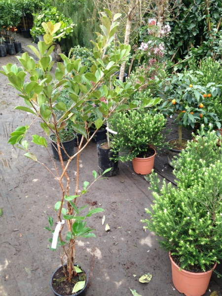 Erdbeerguave - Rote Guave - Psidium littorale - 130cm