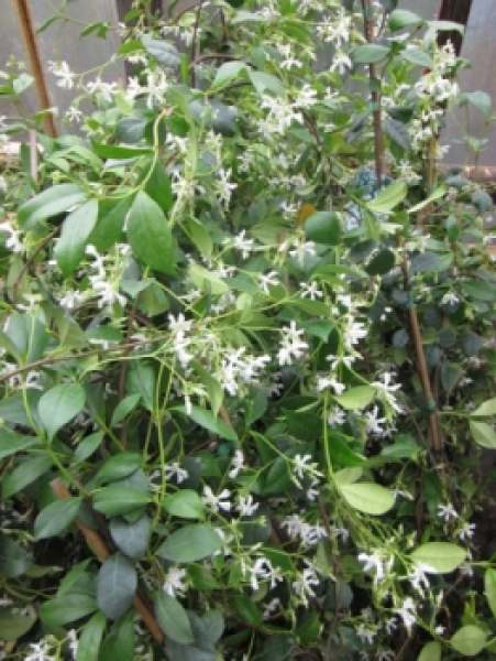 Sternjasmin Trachelospermum jasminoides