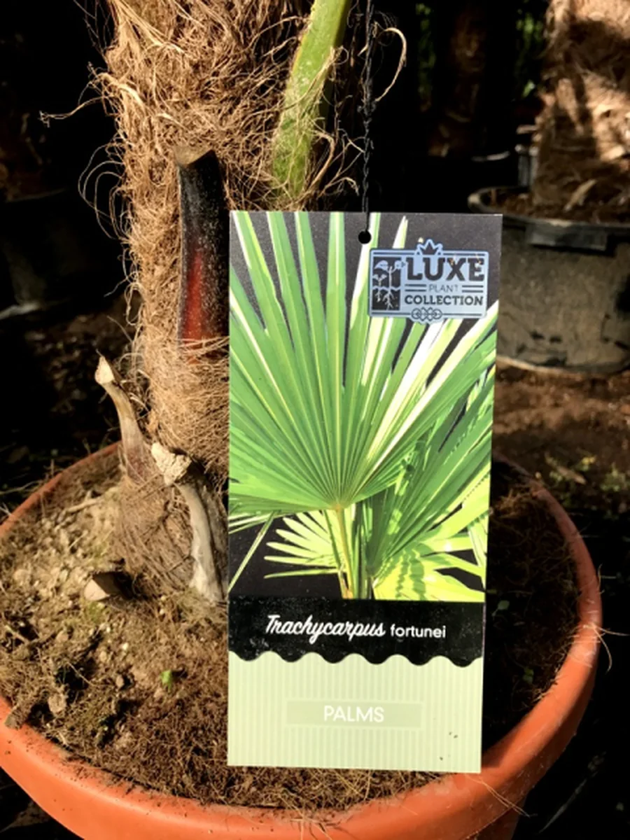 Wurzelballen einer Hanfpalme mit Sortenetikett