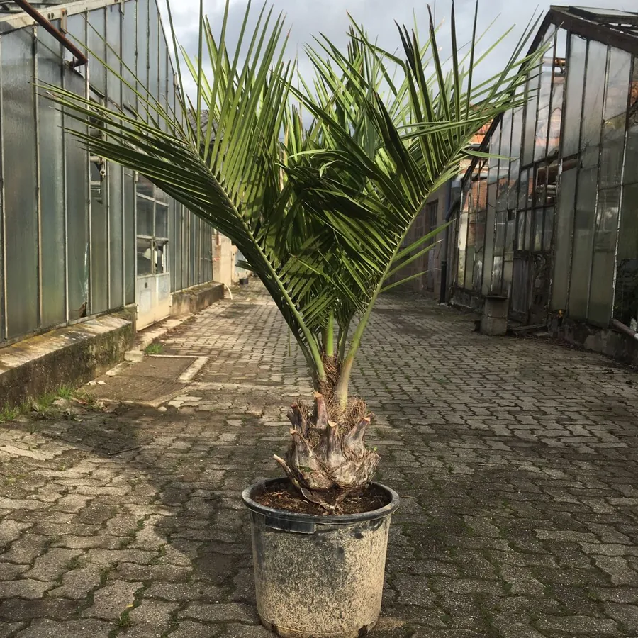 Chilenische Honigpalme, Jubaea chilensis
