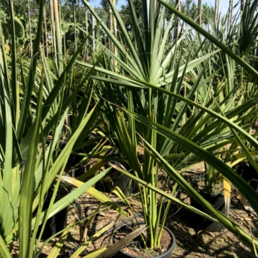 Sabal minor, die Zwergpalmetto