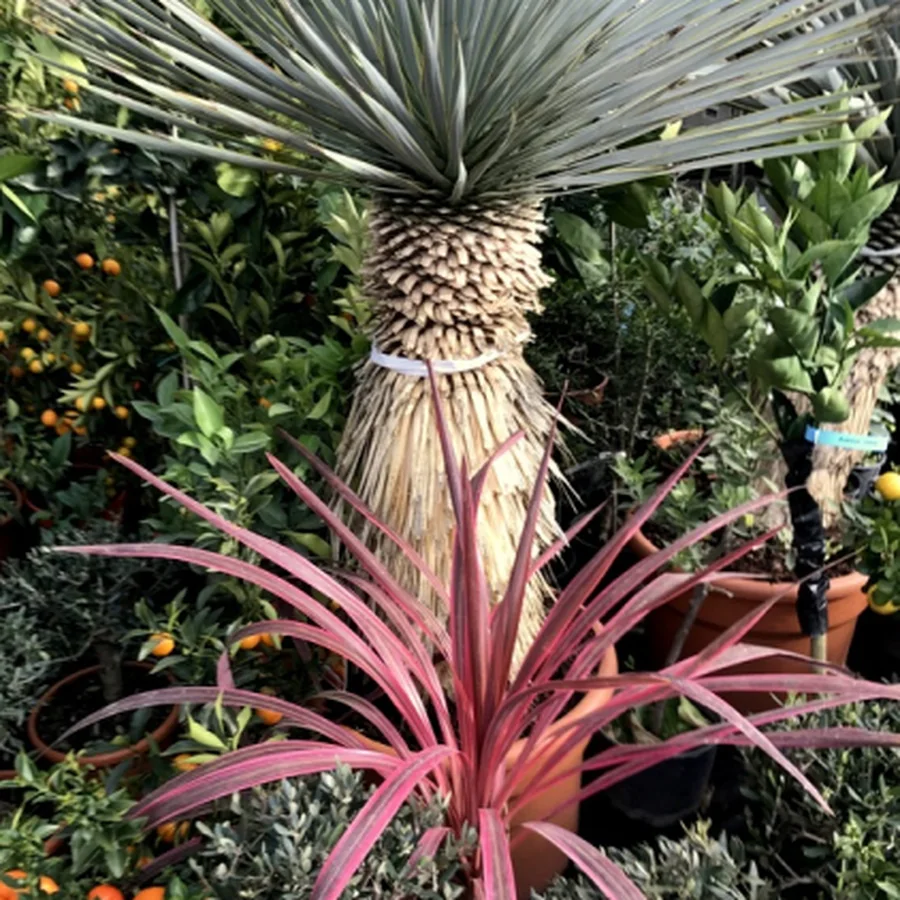 Yucca rostrata, die Palmlilie mit blaugrauen Blättern