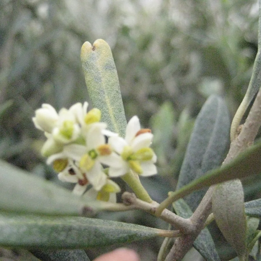 Cremefarbene Olivenblüten in Nahaufnahme