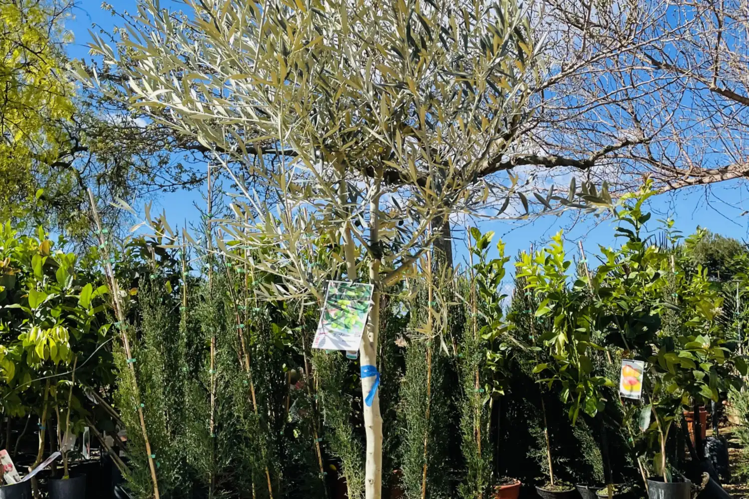 Ein Olivenbaum im Feld, dahinter eine Reihe Zypressen