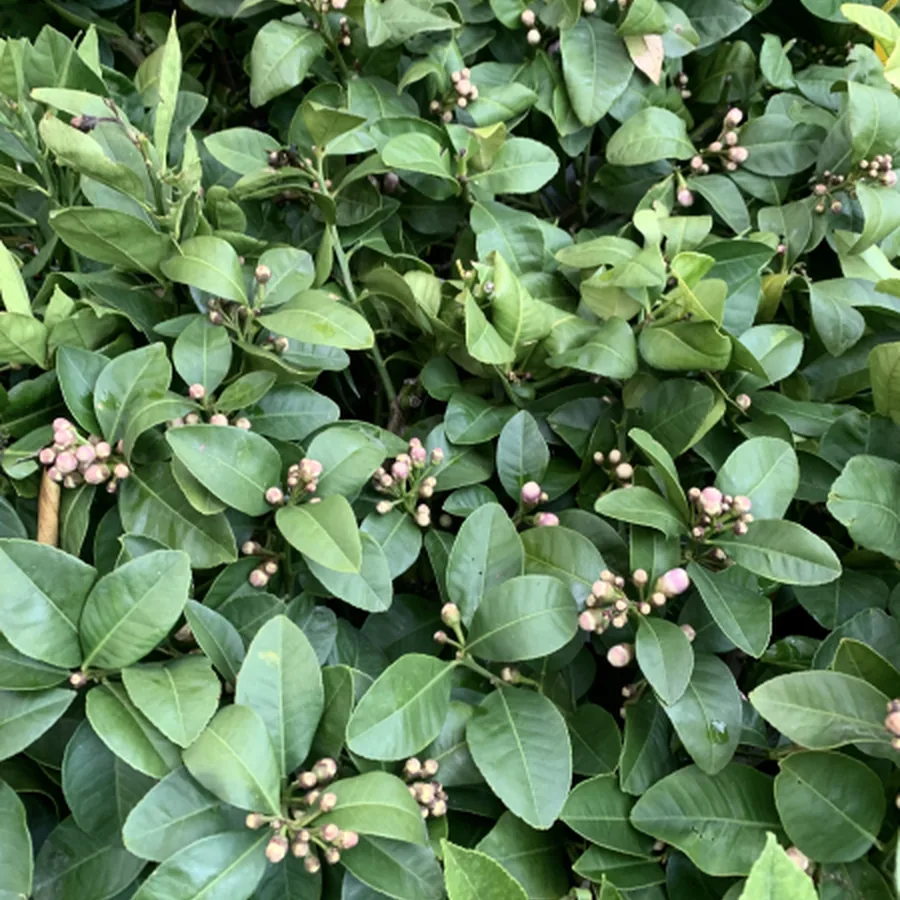 Zitrusbl&auml;tter mit Knospen in Nahaufnahme