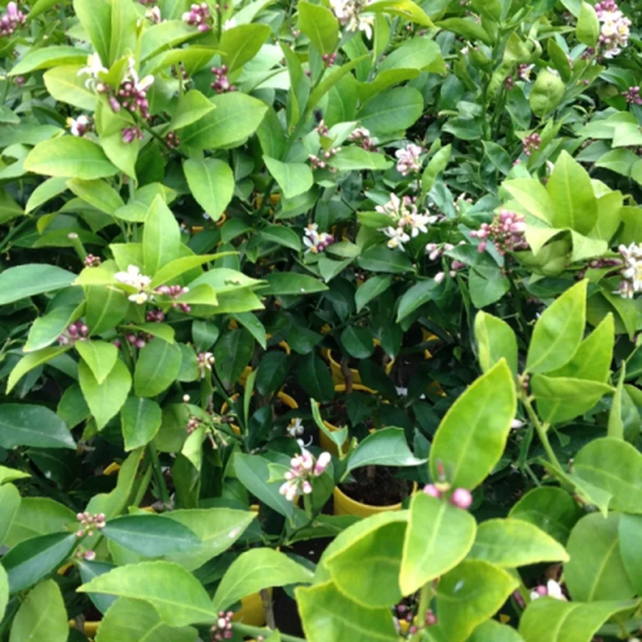 Wei&szlig;e Zitrusbl&uuml;ten in Nahaufnahme