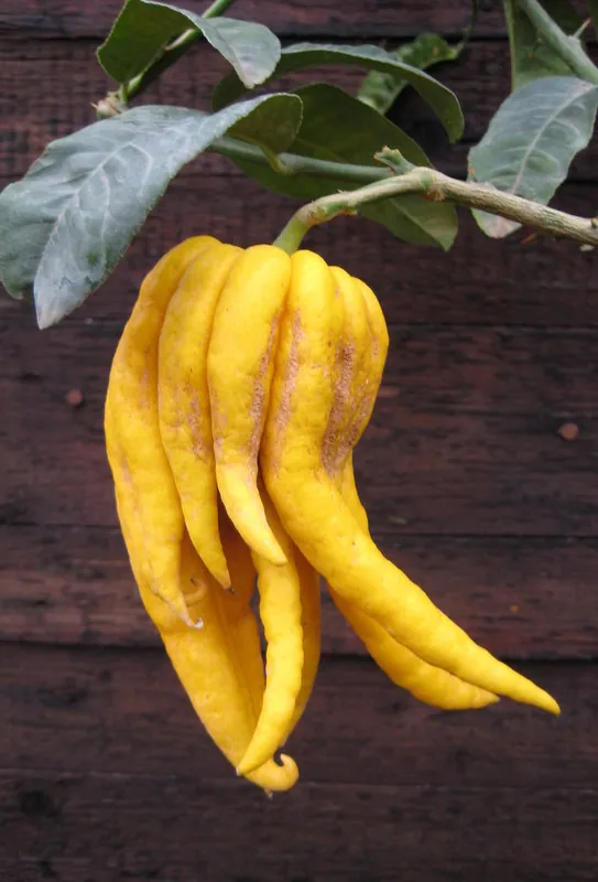 Frucht der Buddhas Hand Zitrone, gelb und fingerf&ouml;rmig, am Zweig