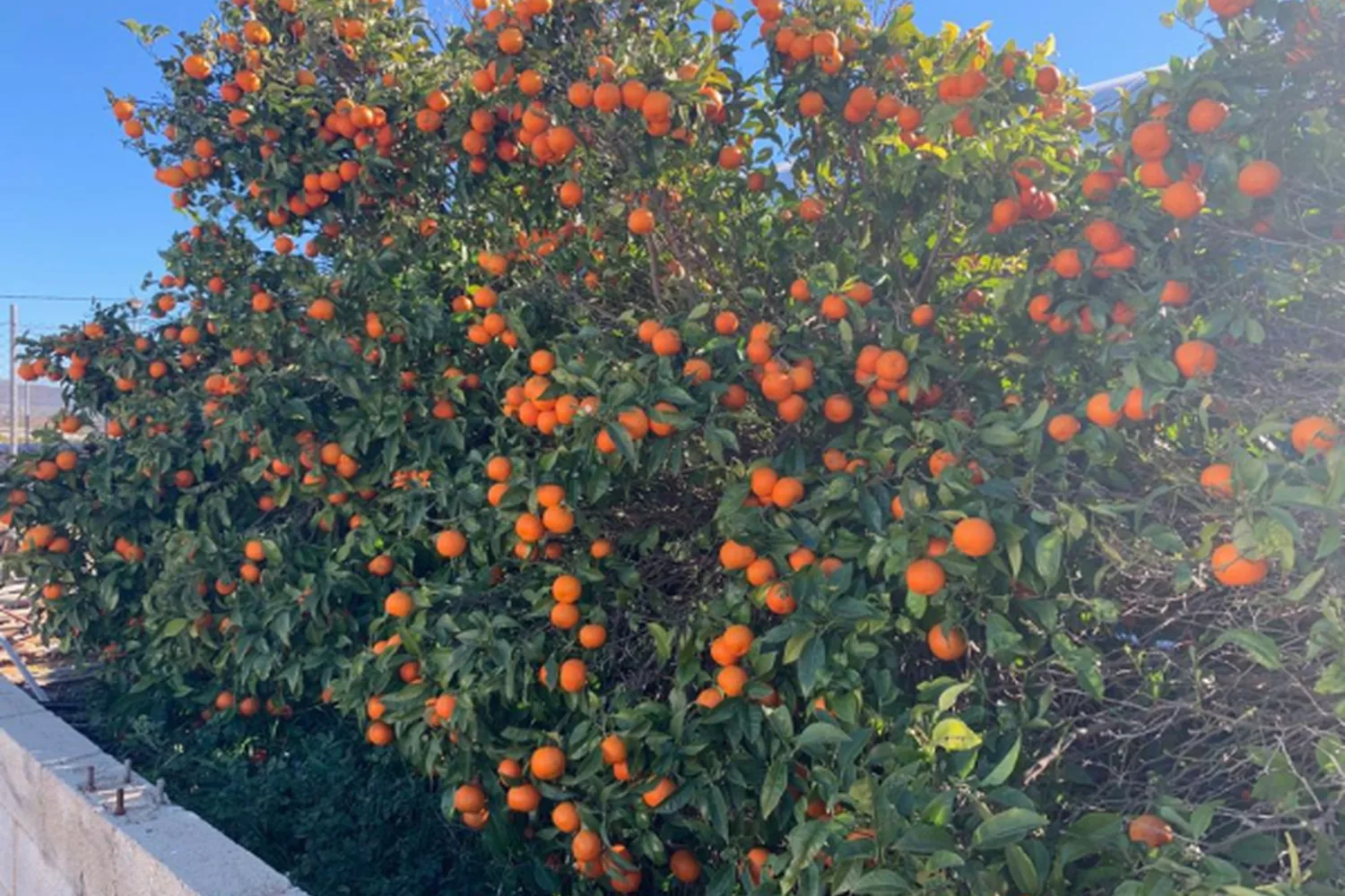 Ein Orangenbaum voller reifer Fr&uuml;chte vor blauem Himmel