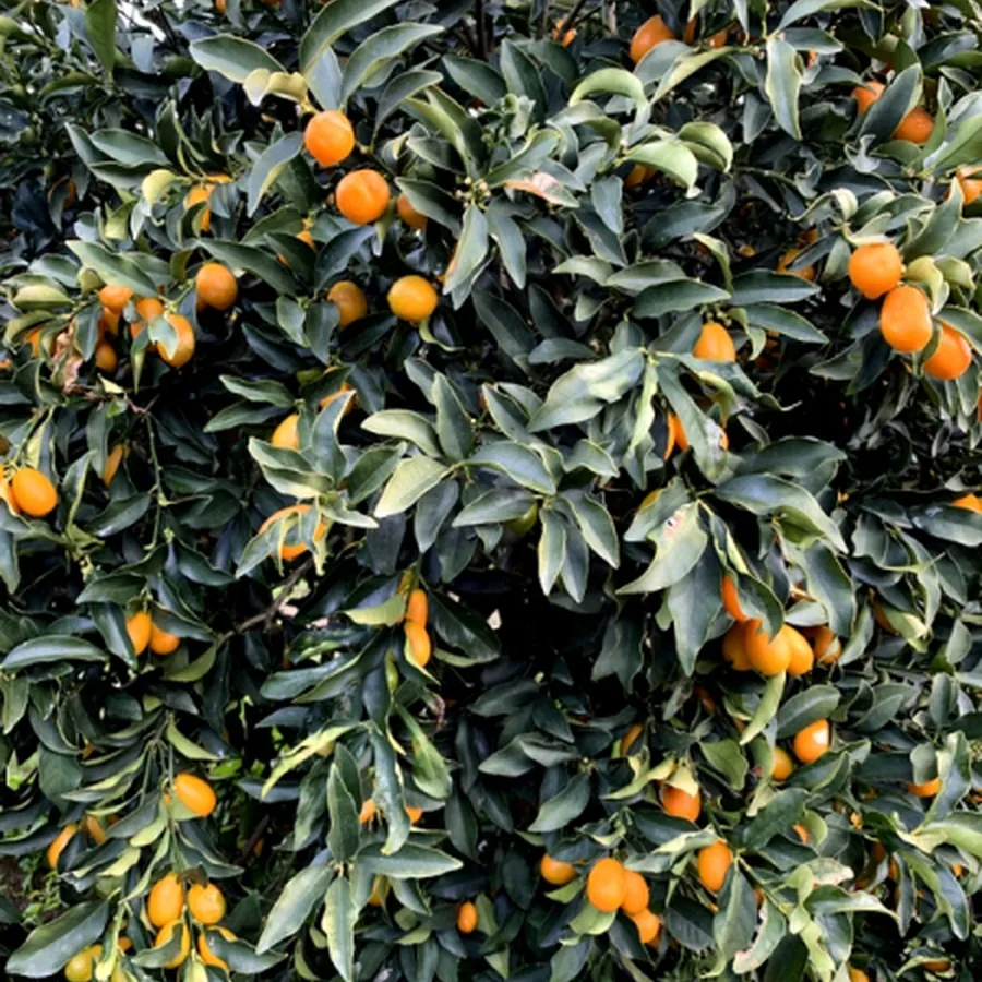 Reife Kumquats am Zweig