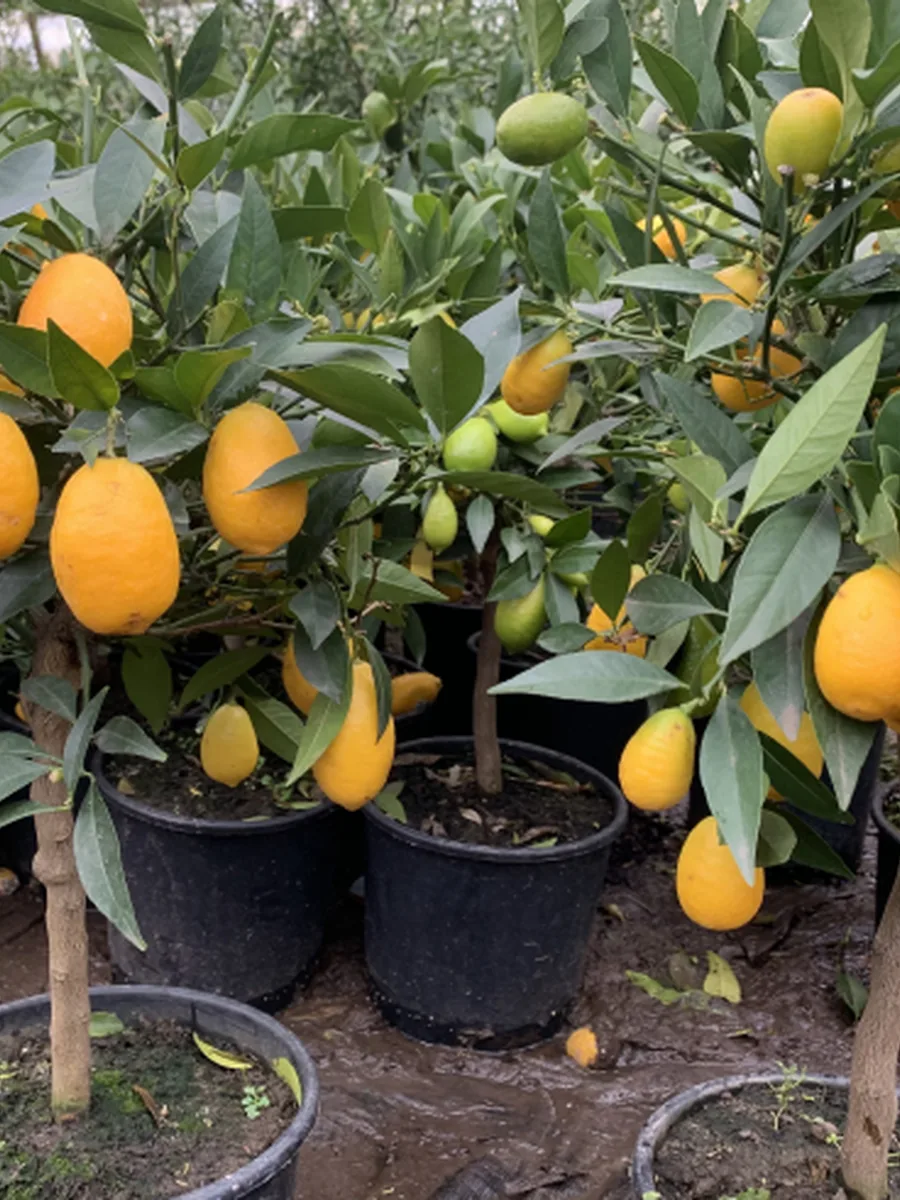 Kumquat im Topf, dicht behangen mit orangen Fr&uuml;chten