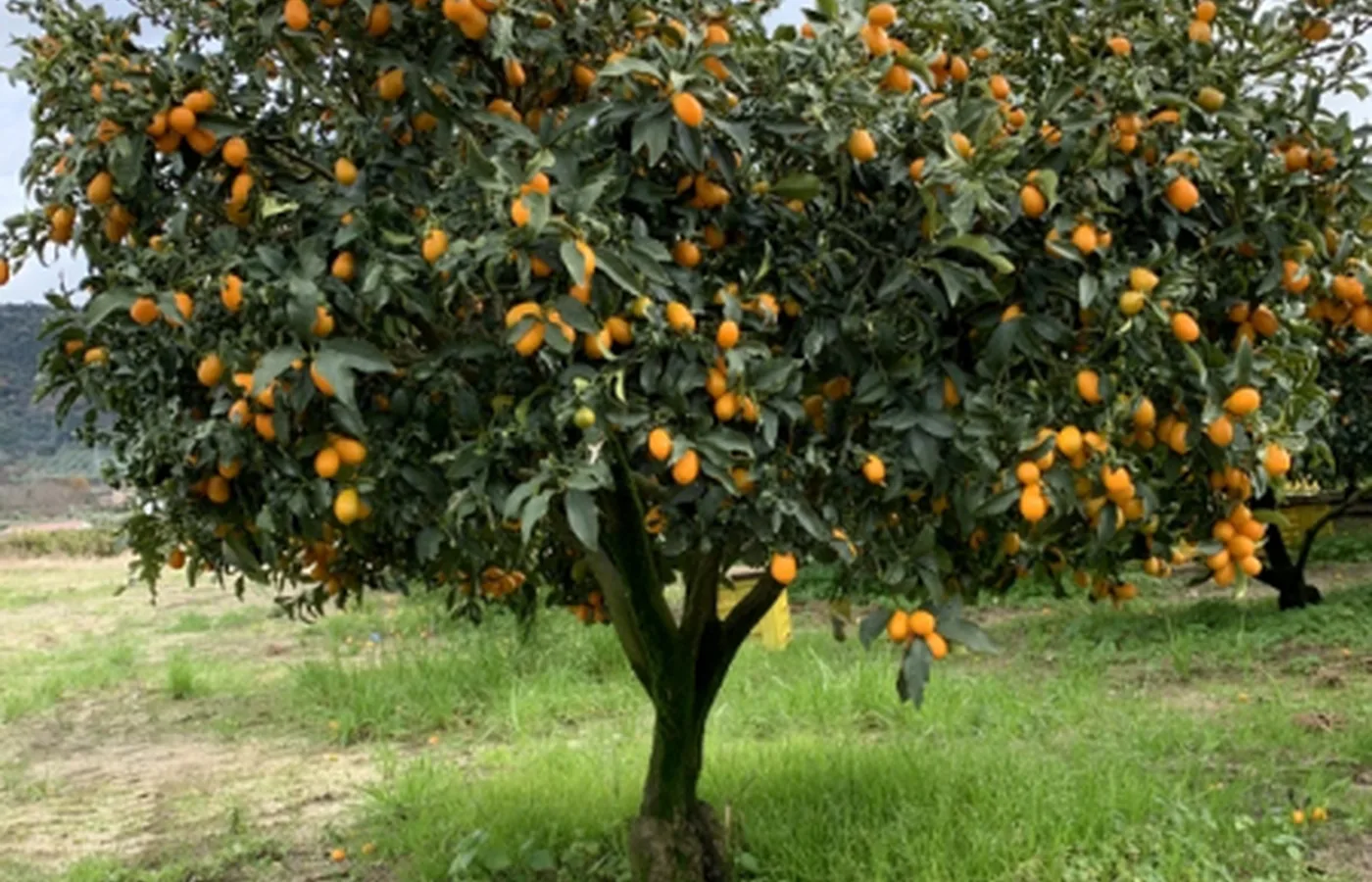 Zitruspflanzen im Freien, dicht behangen mit orangen Fr&uuml;chten