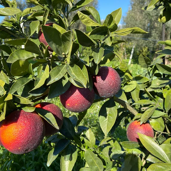 Rot gefärbte Zitrusfrüchte an einem Baum in der Gärtnerei