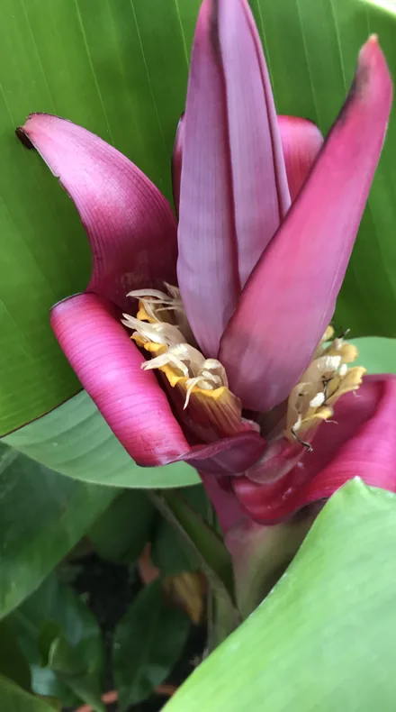 Aufgehende Blüte einer Bananenpflanze zwischen den Blättern