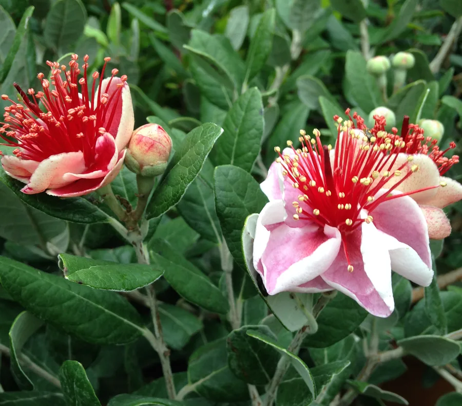 Blüten der Ananasguave mit roten Staubgefäßen