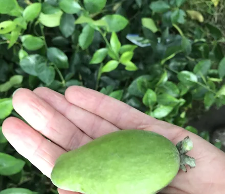 Eine Frucht der Ananasguave in einer geöffneten Hand